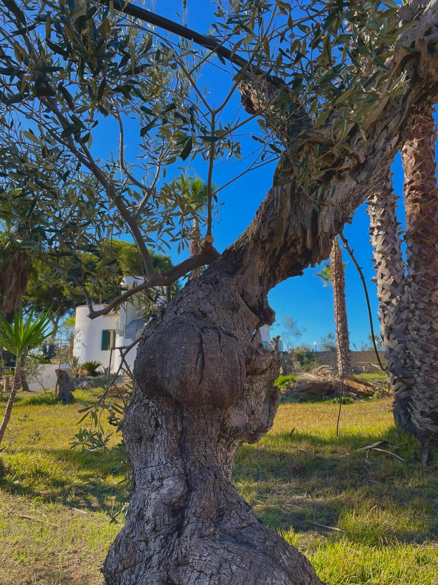 Tenuta Kalos Gallipoli Εξωτερικό φωτογραφία